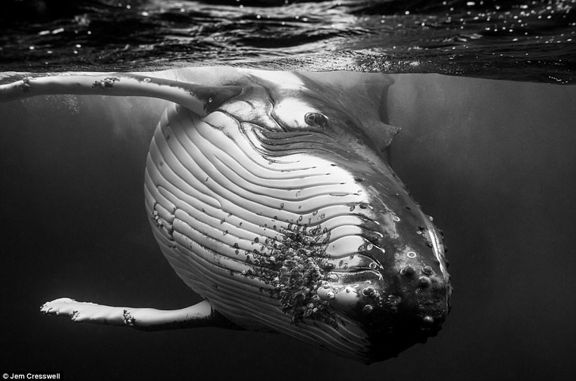 Фантастичні фото китів Джему Крессуэлла: так близько гігантів ще ніхто не знімав