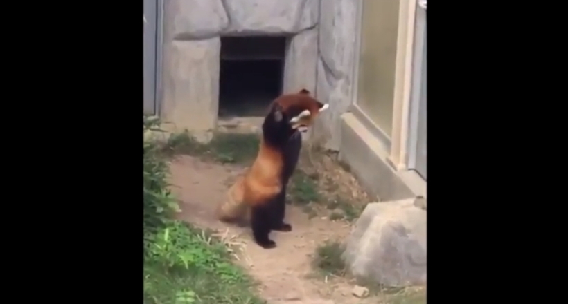 Відео: Смішна червона панда намагається налякати великий камінь