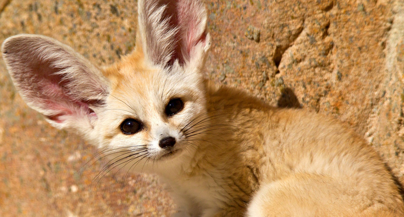 Фенек: навіщо самій маленькій лисичці на планеті такі великі вуха