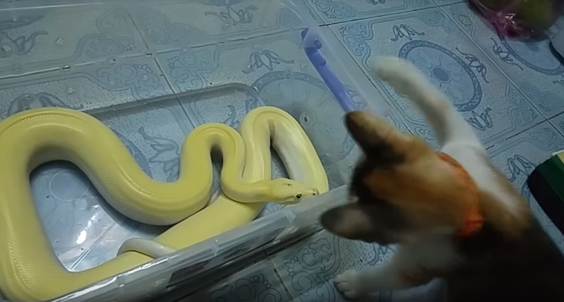 Відео: Кошеня грає зі змією, б'ючи її по голові і тікаючи