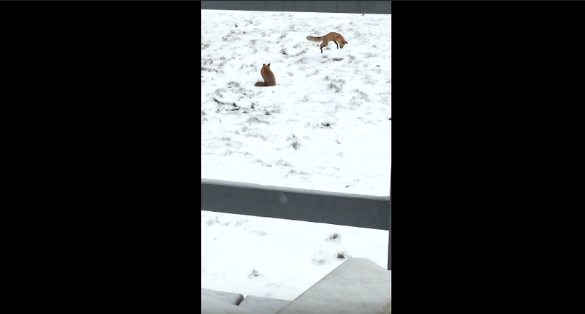 Відео: Лисиця зловила миша, щоб пограти з нею, а родич підійшов і з'їв «іграшку»