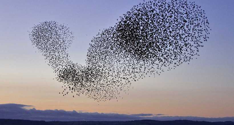 Сотні птахів з неба впали на американський місто