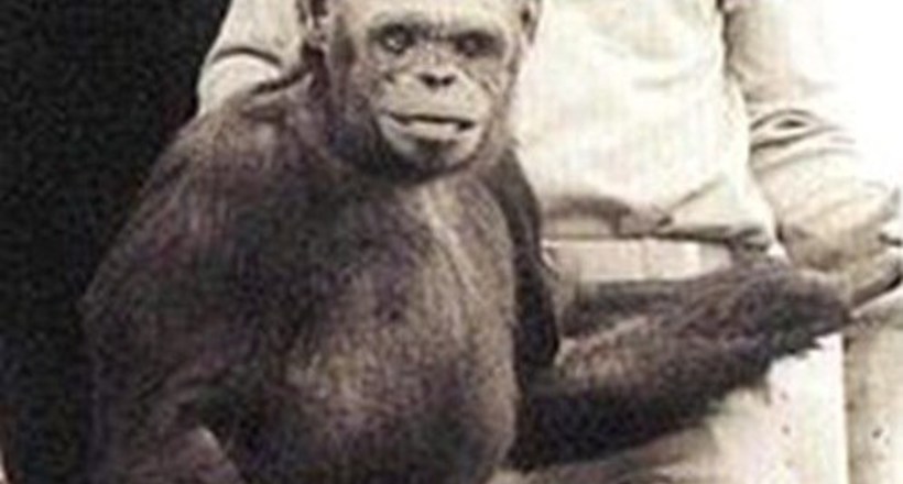 Хто такий гуманзе: американці схрестили людини і шимпанзе і вік приховували відкриття