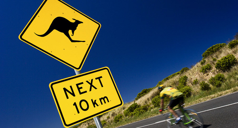 Небезпечне ДТП з Австралії потрапило на відео: кенгуру збив з ніг велосипедистку і поскакав
