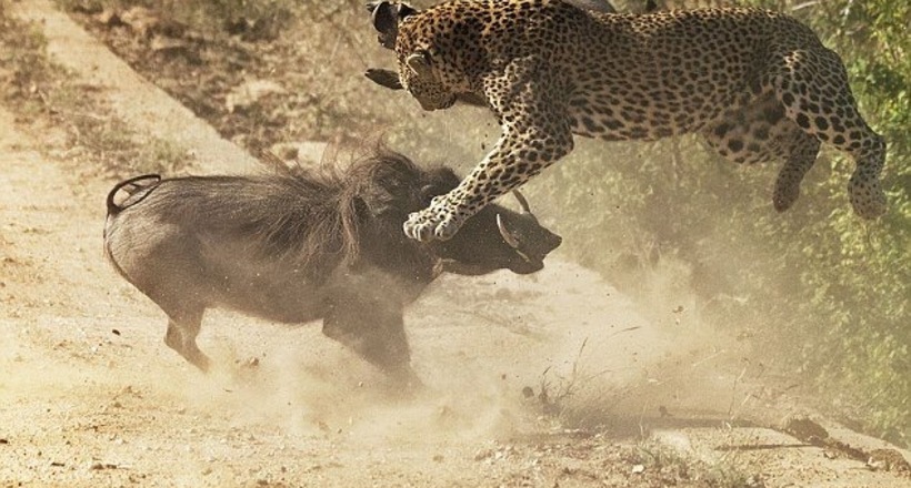 Відео: 10 божевільних битв тварин, знятих на камеру