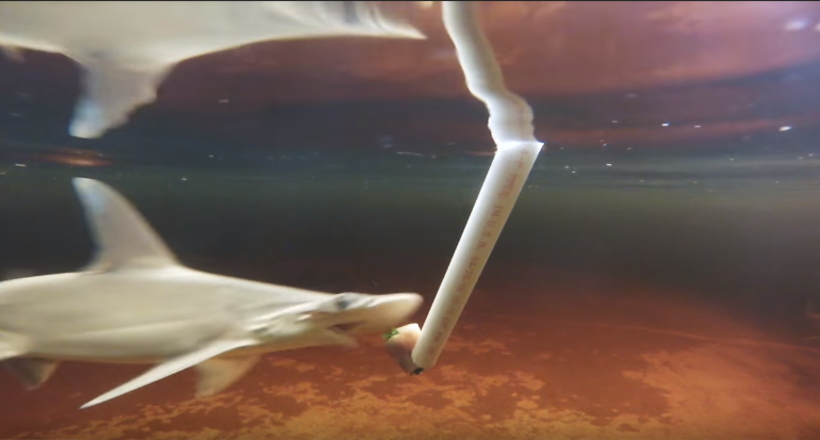 Відео: Чим і як живиться акула-вегетаріанка