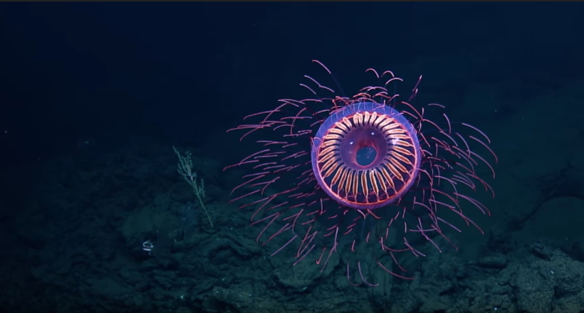 Відео: Рідкісна медуза, схожа на яскравий глибоководний феєрверк