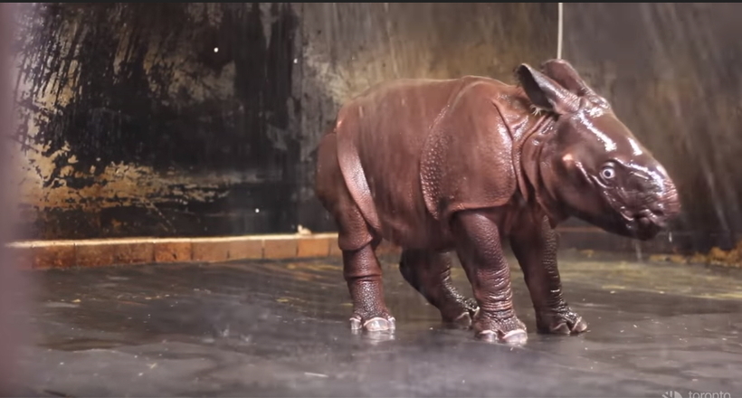 Відео: Щасливий малюк-носоріг танцює під душем
