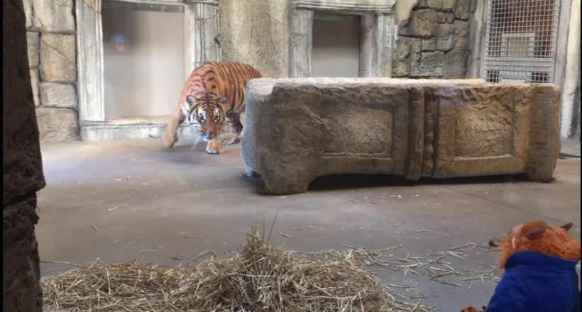 Відео: Дівчинка принесла тигру плюшеву іграшку, на яку хижак почав нападати