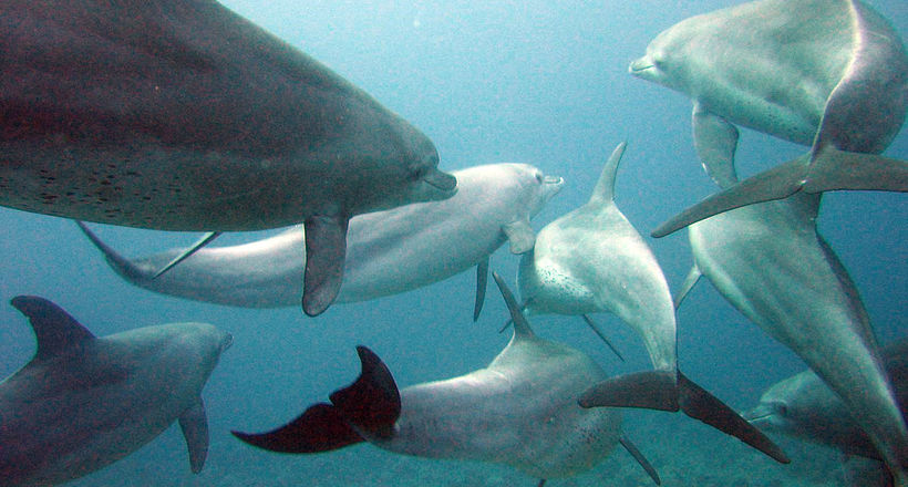Відео: Навіщо 600 дельфінів зібралися разом у південноафриканській акваторії