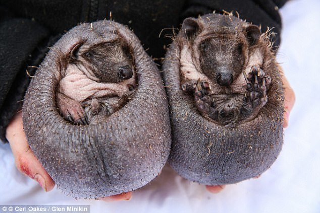 Як виглядають їжачки без голок: британці врятували двох лисих їжаків