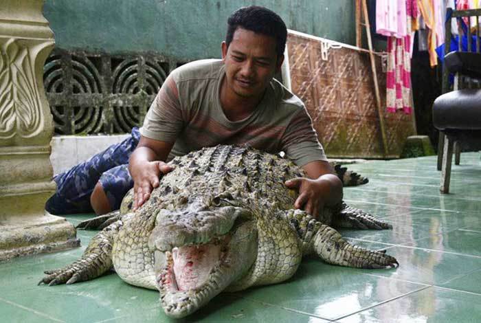 Такі різні домашні улюбленці: в індонезійській родині живе 200-кілограмовий крокодил