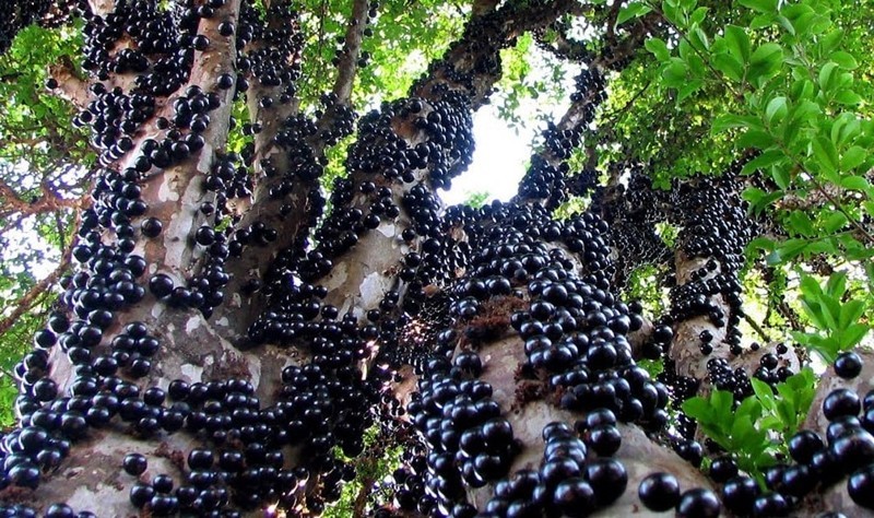 Жаботикаба — дивовижне дерево, у якого плоди ростуть прямо на стовбурі