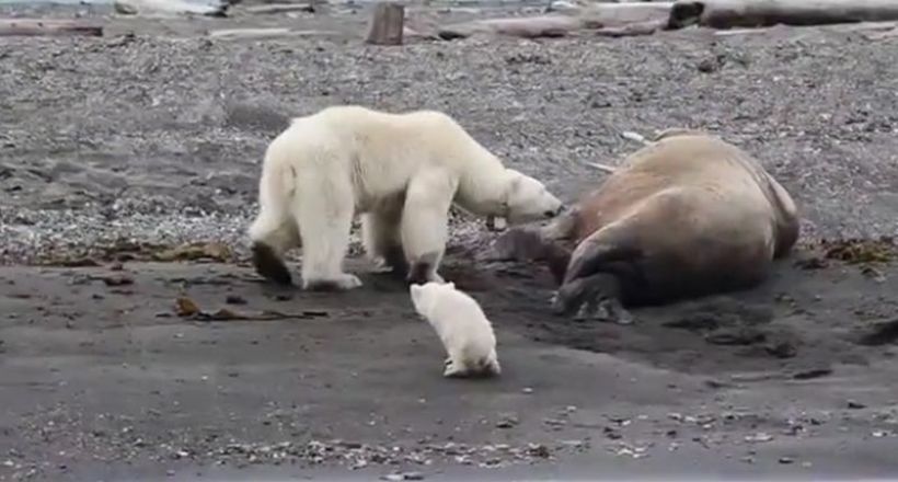 Відео: Ведмідь прийшов дізнатися, чи не можна з'їсти моржа, але той відповів гранично ясно