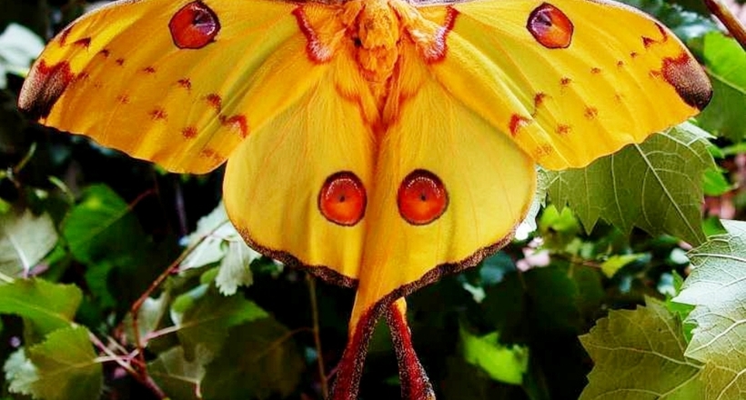 Рідкісні гіганти: як виглядають 10 самих великих у світі метеликів