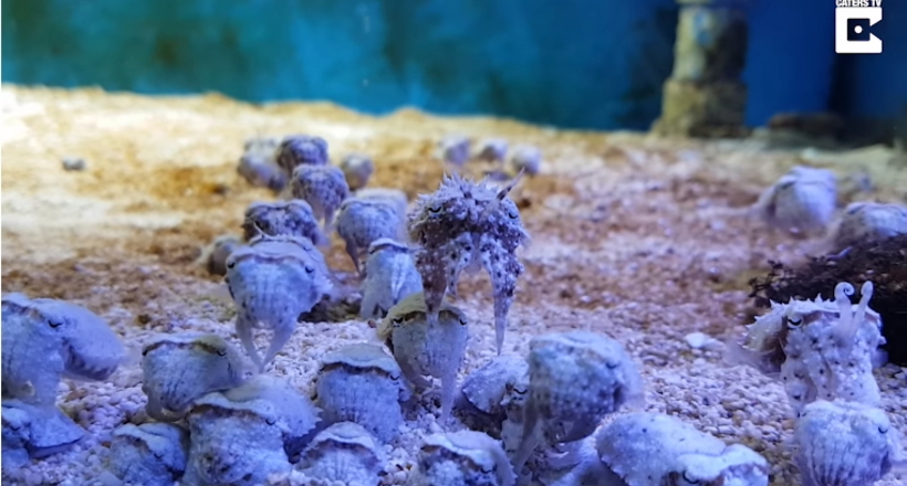Відео: Дитинчата каракатиці схожі на чарівних маляток-прибульців