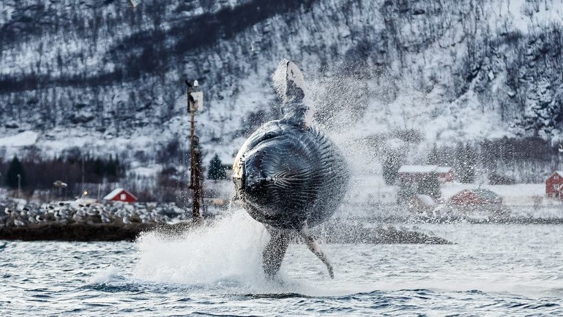 Приголомшливі фото, які показують, як їдять і граються кити і косатки біля берегів Норвегії