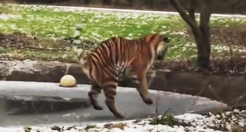 Відео: Тигр провалився в замерзлий ставок і всіх насмішив