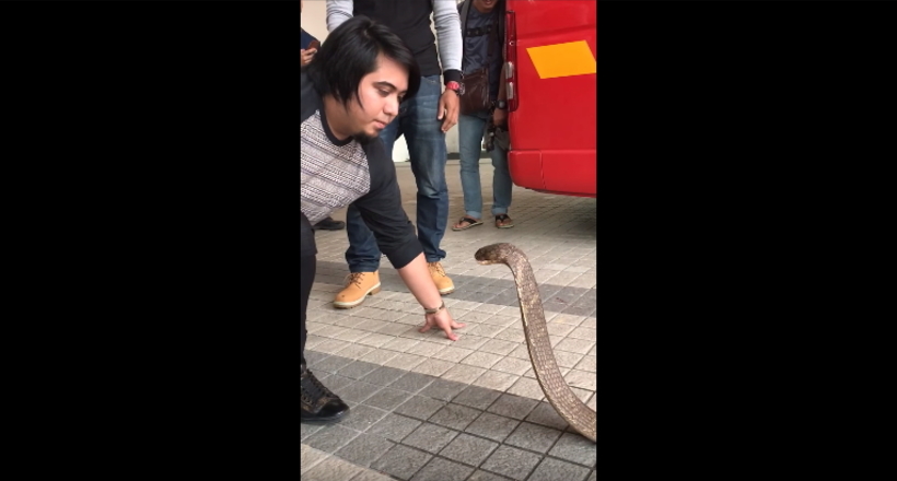 Відео: Туристи відобразили, як хлопець поцілував на вулиці отруйну змію