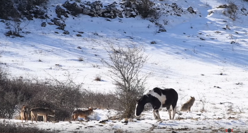 Відео: Кінь пасеться разом з вовками