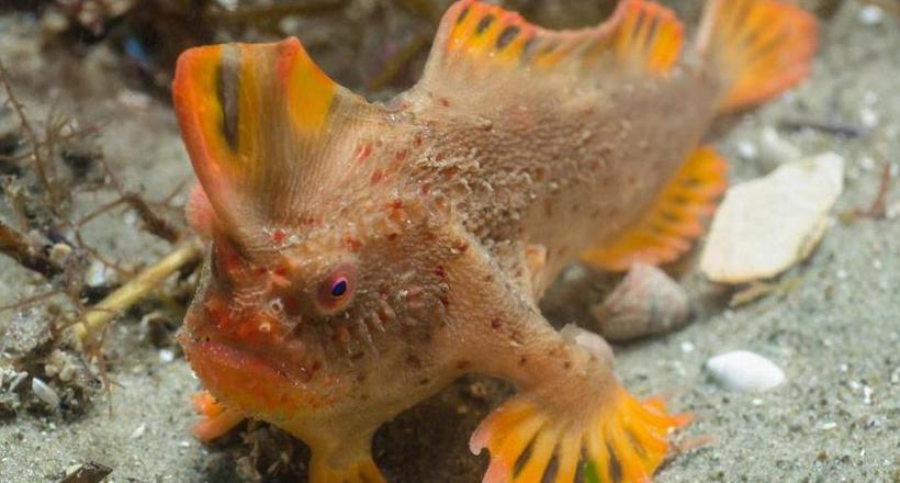 Відео: В Тасманії дайвери виявили найбільш рідкісних і химерних у світі «риб з руками»
