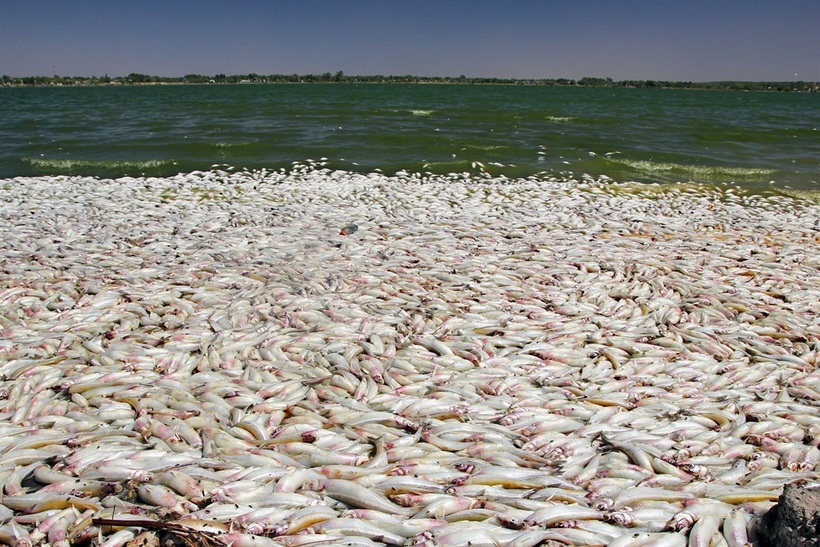 В Аргентині зафіксована масова загибель риби