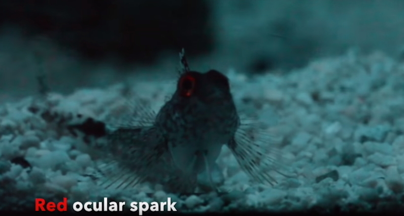 Дайвери зняли на відео рибу з очима-ліхтарями, які можуть світити червоним і синім