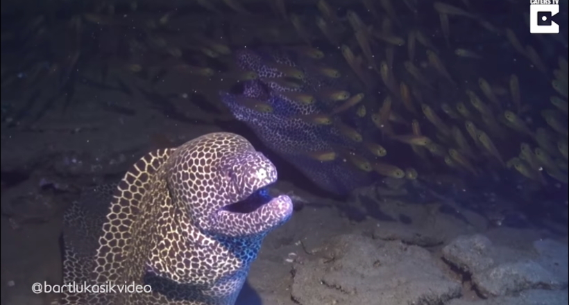 Відео: Мурена несподівано накинулася на знімав її аквалангіста