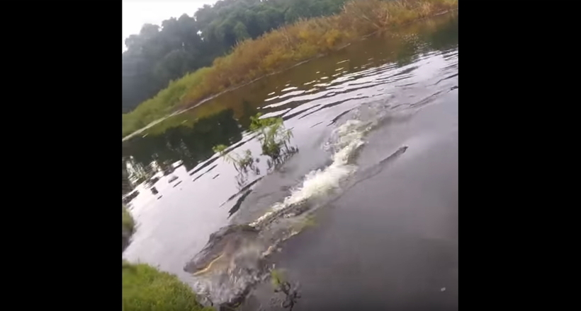 Відео: Слідом за уловом до рибака виплив голодний крокодил