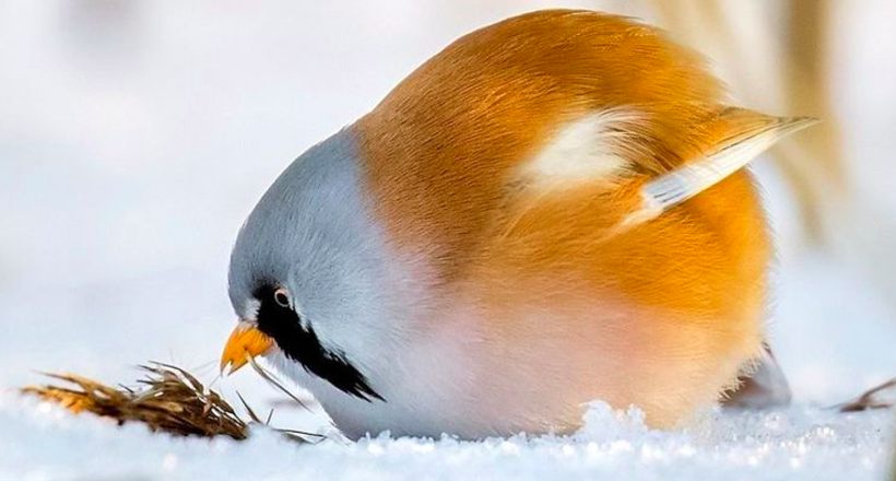 Фінський фотограф знімає справжніх живих Angry Birds