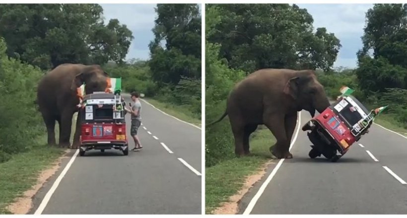 Кумедне відео про те, чому краще не годувати з рук зустрів на шляху слонів