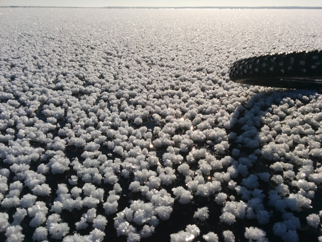На Ладозькому озері з'явився незвичайний лід у вигляді снігових трояндочок