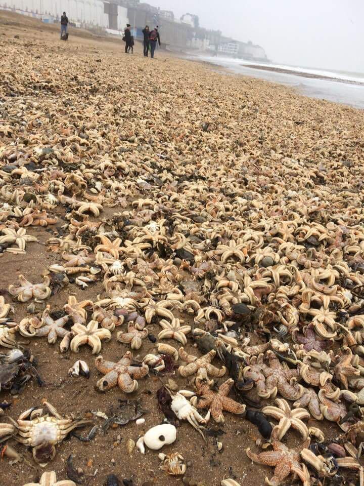 Десятки тисяч морських тварин викинуло на пляжі Британії