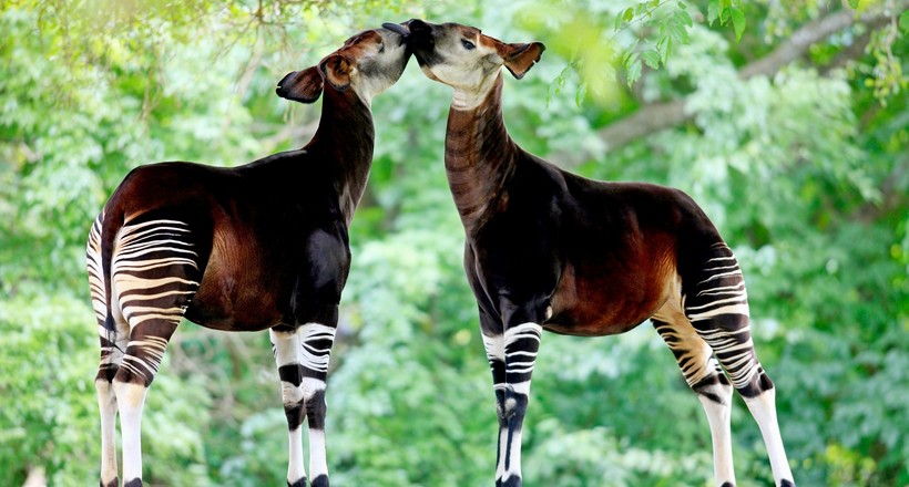 Дивовижний окапі: рідкісний жираф з короткою шиєю і ногами зебри