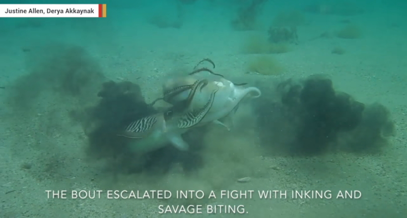 Відео: Самець каракатиці супроводжував самку для кладки яєць, коли його суперник атакував
