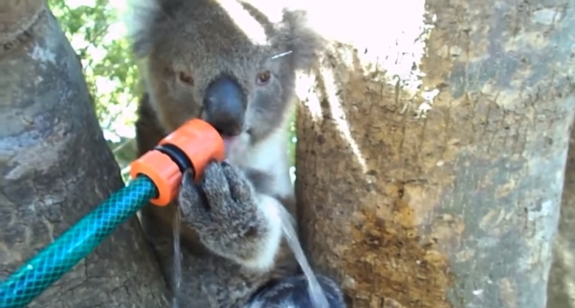 Відео: Добрі люди пригостили коалу водою з поливального шланга