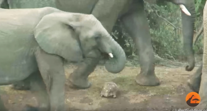 Відео: Черепаха опинилася під ногами у цілого стада слонів і залишилася неушкодженою