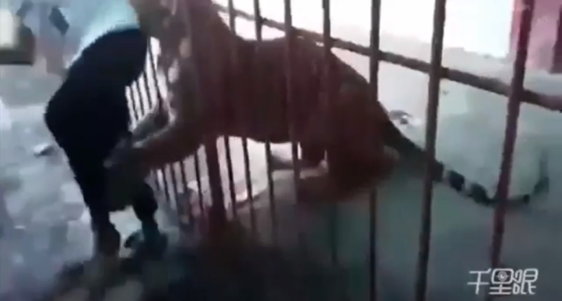 Відео: Хлопець повернувся спиною, стоячи біля клітки з тигром, і мало не став його обідом
