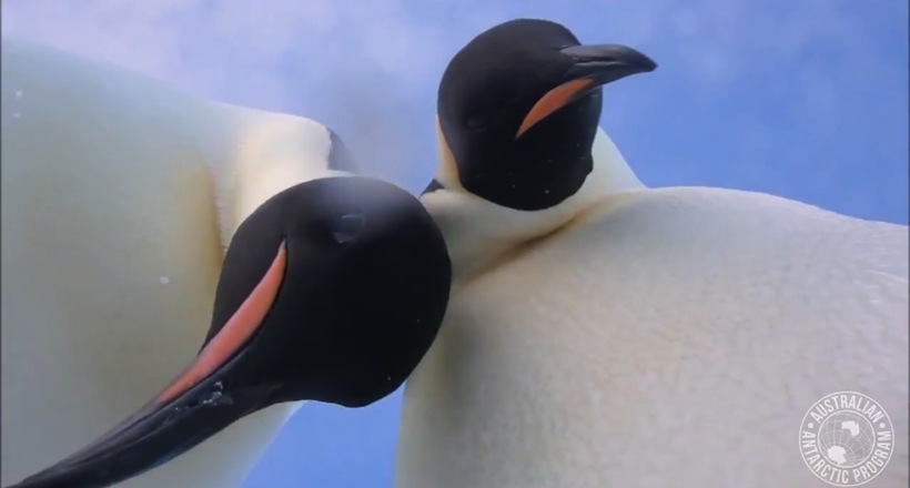 Пінгвіни Антарктиди знайшли камеру і, здається, зняли краще селфи-відео