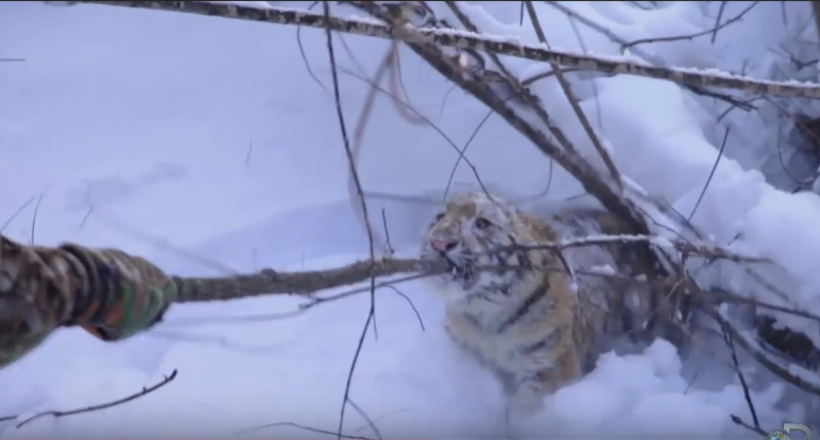 Зворушливе відео порятунку маленького тигра