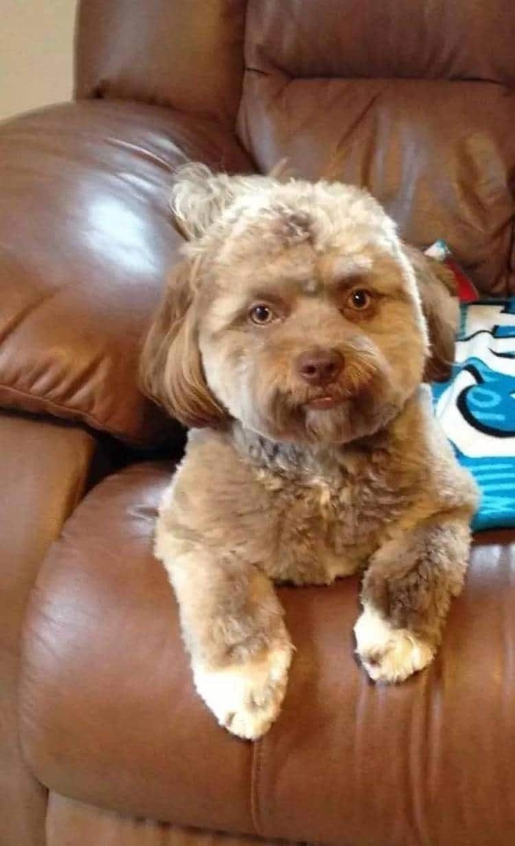 В інтернеті знайшли пса з людським обличчям, і він до безумства схожий на знаменитостей