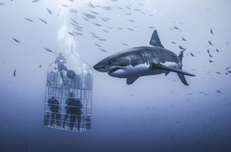 Заглянути в очі хижака: небезпечні фото величезної білої акули біля клітки з людьми