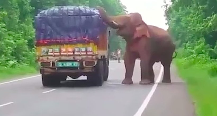 Відео: Слон зупиняє на дорозі вантажівки з фруктами і краде з них їжу 