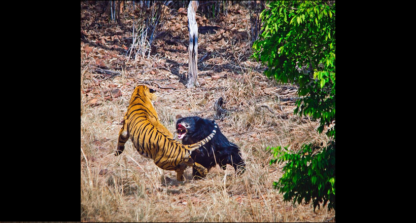 Відео: Ведмедиця-губач бореться з тигром заради порятунку ведмедика