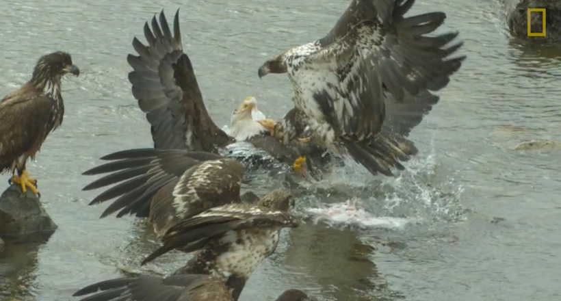 Відео, з усією грандіозністю показує, як орлани відбирають один у одного видобуток