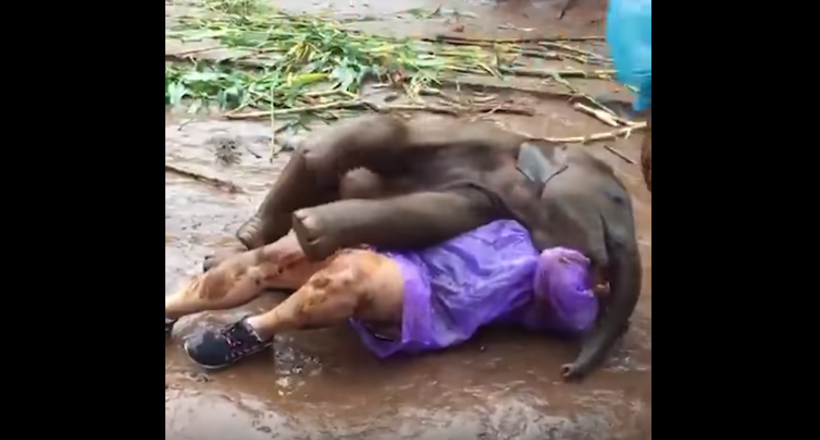 Відео: Туристці довелося повалятися в бруді разом з веселим, жвавим слоненям