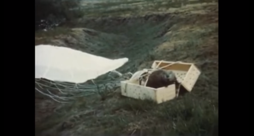 Архівне відео 1948-го, коли заважають людям бобров переселяли, скидаючи з парашутами