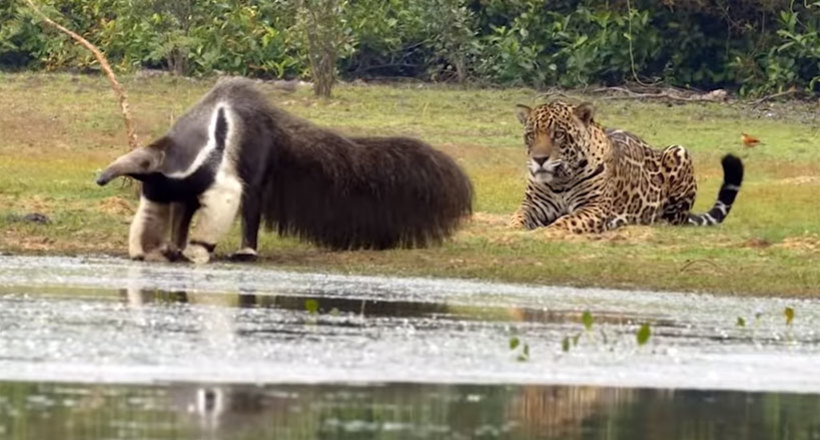 Відео: Гігантський мурахоїд налякав ягуара