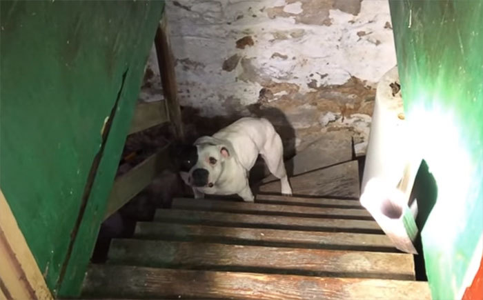 Американець переїхав в новий будинок і знайшов у підвалі покинутого вмирати собаку