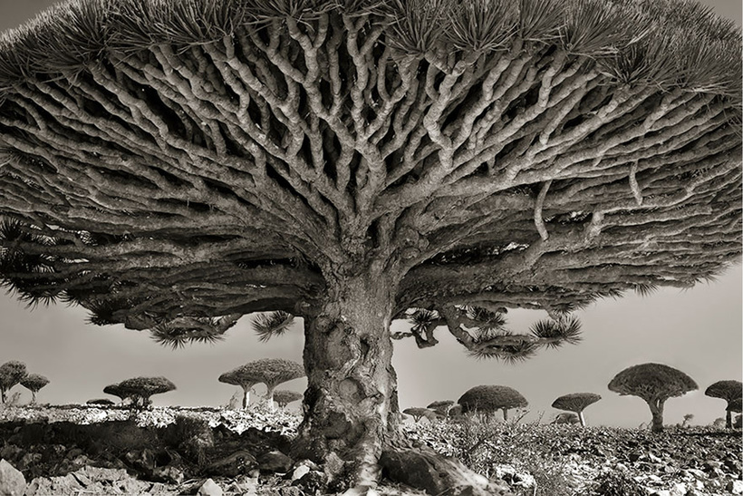 20 найстаріших і дивовижних дерев Землі 